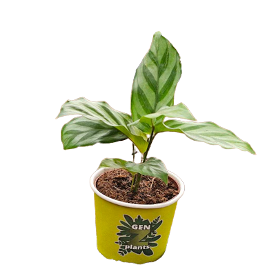 2" Calathea Freddie